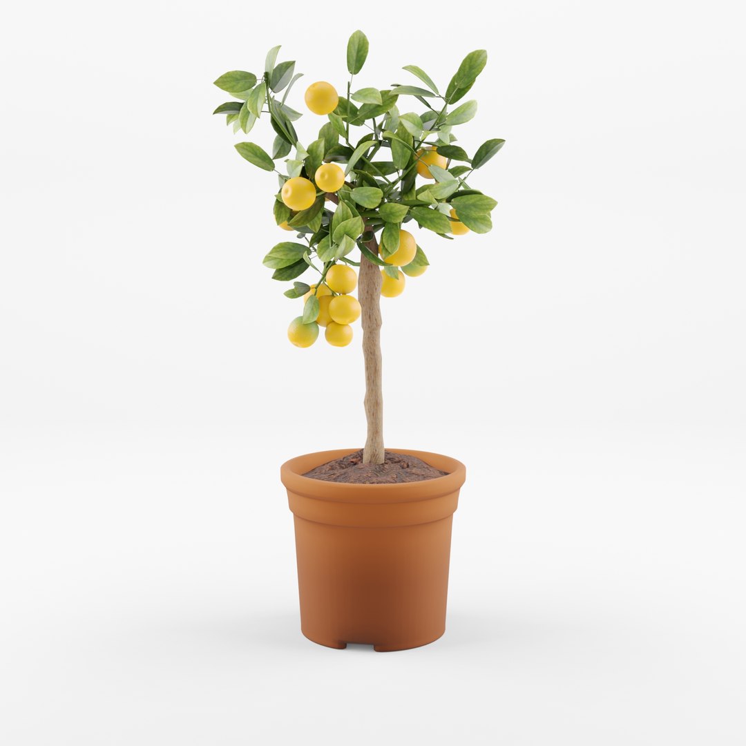 Citrus Calamondin Stem 3D - TurboSquid 2252321