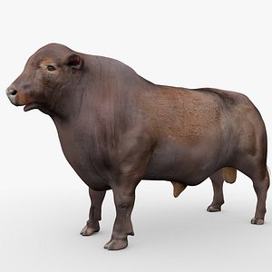 RED ANGUS Rigged L2058 3D model