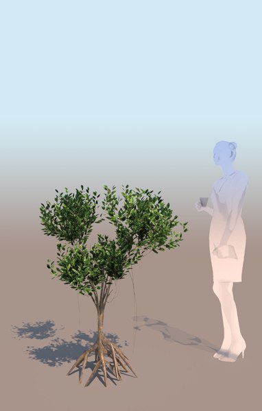 3D mangrove bush rhizophora mangle