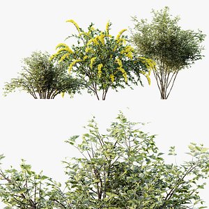 3D AV Spiraea Cinerea Grefsheim Flowering Shrub model
