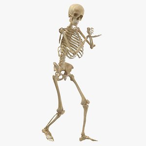 3D model real human female skeleton