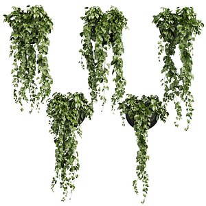 Collection plant vol 700 - Hanging - Pothos - Araceae 3D model