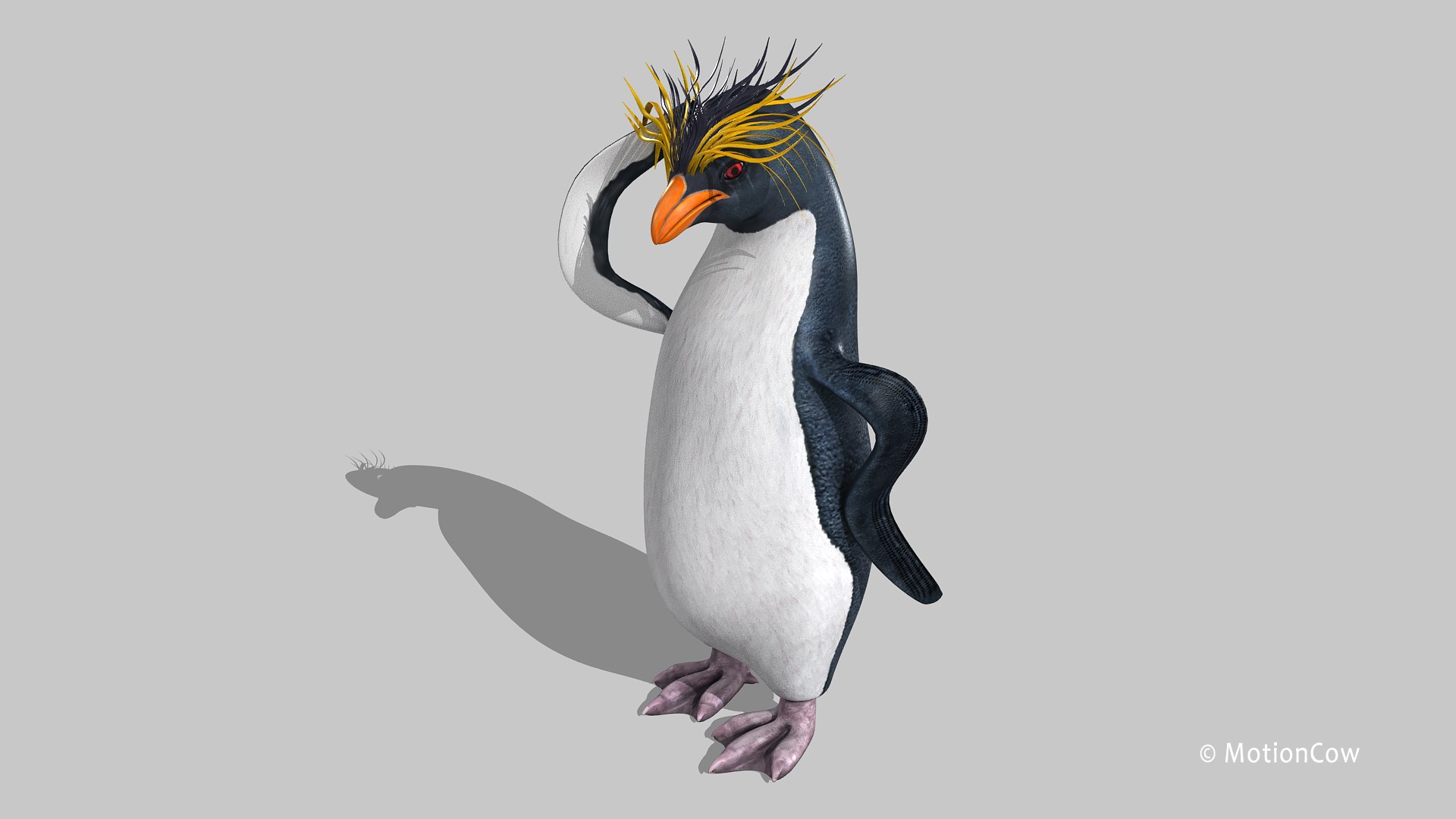 Rockhopper Penguin Obj