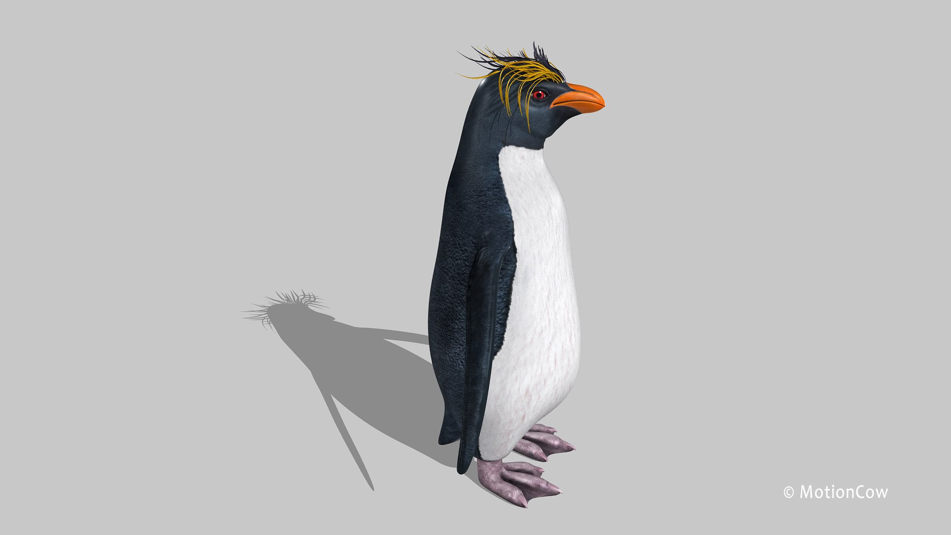 Rockhopper Penguin Obj