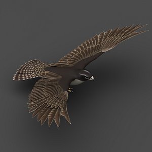 falcon bird animals 3D model