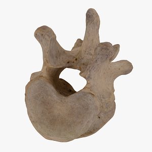 Bear (Ursus) Lumbar Vertebrae L1 RAW Scan 3D model