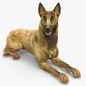 Dutch Herding Dog in Lying Pose Gold Brindle Fur for Cinema 4D model