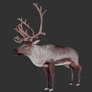 3D Rigged low poly Reindeer model