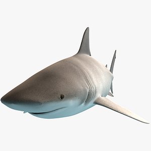 Bullshark