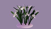 galanthus flower