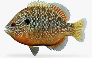 Lepomis megalotis Longear Sunfish male