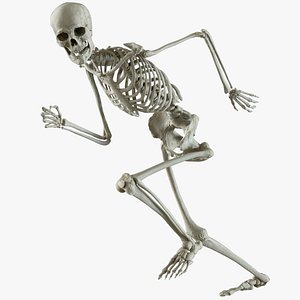 Human Skeleton (Rigged)