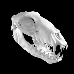 3D Seal skull model