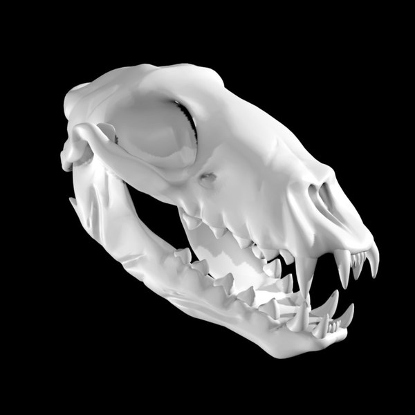 modelo 3d Seal skull TurboSquid 1886446
