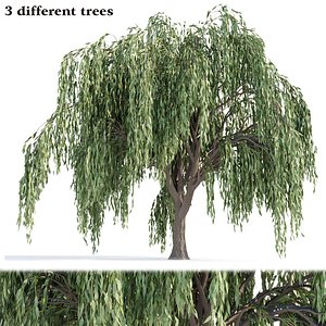 Weeping willow trees collection vol 115 model