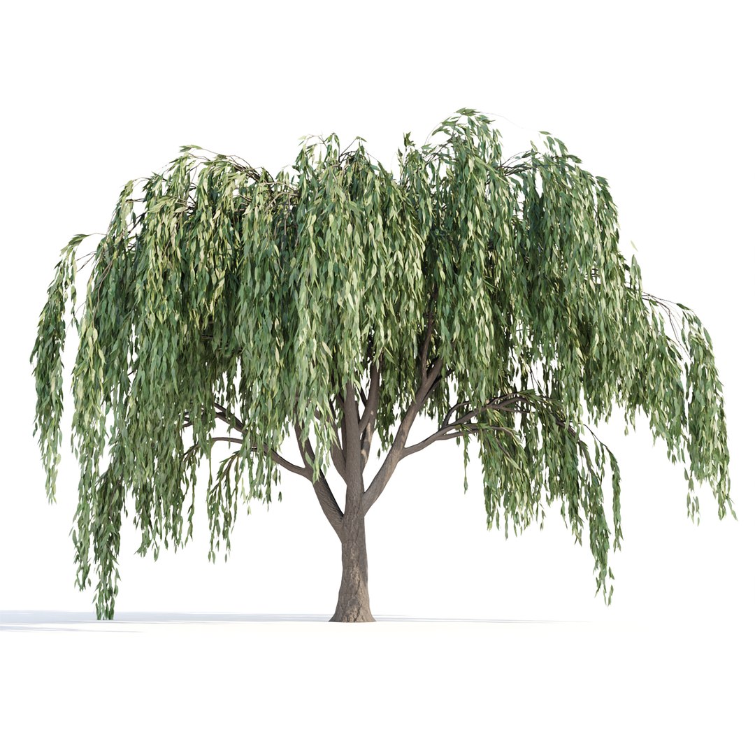 Weeping willow trees collection vol 115 model - TurboSquid 1977949