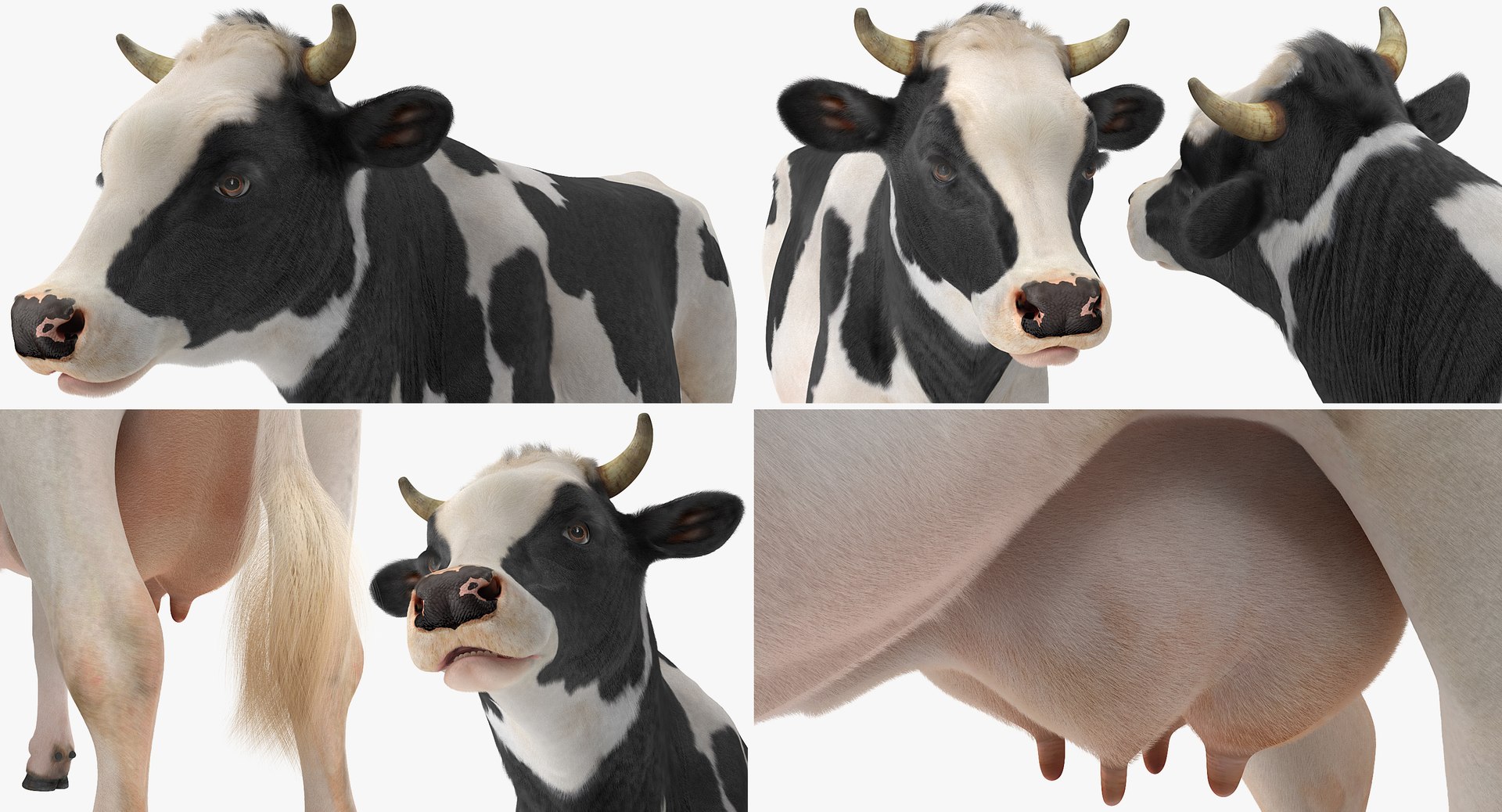 3D cow farm animal model https://p.turbosquid.com/ts-thumb/xG/cKynLt/YszLPv4t/animatedcowcollectionmb3dmodel024/jpg/1562690204/1920x1080/fit_q87/88ab705fb3c2376fc74d0132ff24a107f72f8a4e/animatedcowcollectionmb3dmodel024.jpg