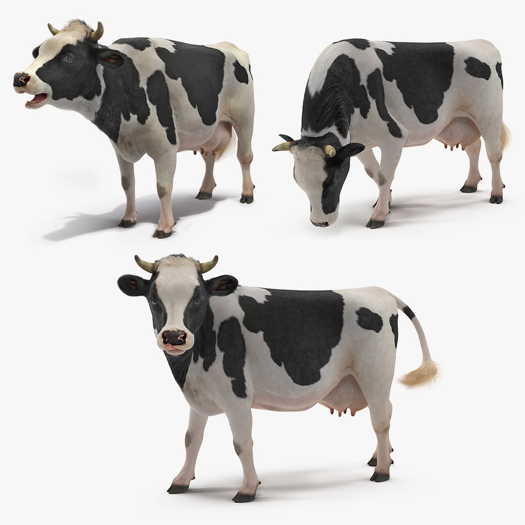 Animated Cow Collection 3D model preview