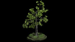 Fairy tree