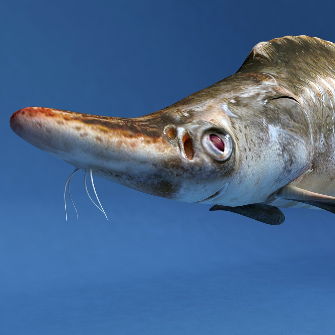 3d fishs pike sturgeon https://p.turbosquid.com/ts-thumb/xG/n1iOKM/3VwqwH43/fishs_collection_26/jpg/1288299981/1920x1080/fit_q87/1dcf9d76f773b976de1a4e42de034c7ff8492184/fishs_collection_26.jpg