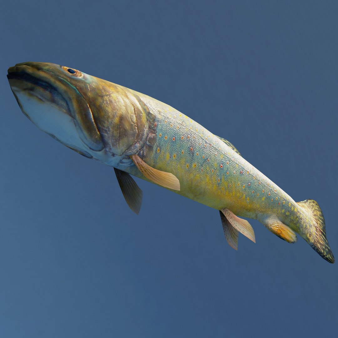 3d fishs pike sturgeon https://p.turbosquid.com/ts-thumb/xG/n1iOKM/6Y1WMteb/fishs_collection_41/jpg/1288299981/1920x1080/fit_q87/77da9da9b5574789240644dc4b1918a6ae359242/fishs_collection_41.jpg