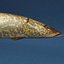 Colecção Fishs