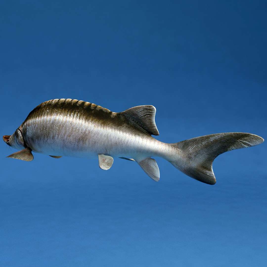 3d fishs pike sturgeon https://p.turbosquid.com/ts-thumb/xG/n1iOKM/Aq1iGtzB/fishs_collection_19/jpg/1288299980/1920x1080/fit_q87/57a59c2702ac6e51fda200e3e0ac094ae3bef997/fishs_collection_19.jpg
