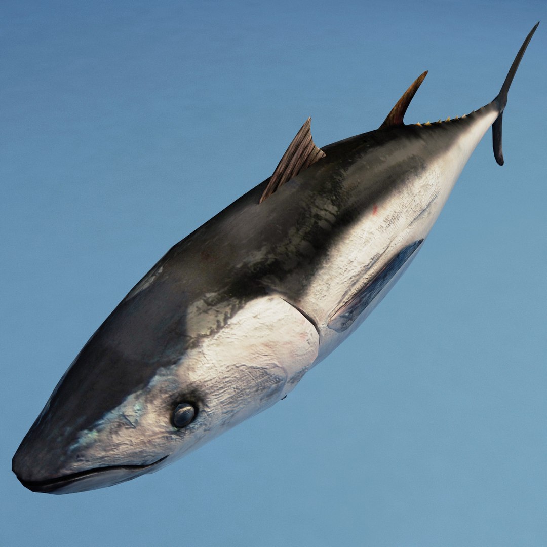 3d fishs pike sturgeon https://p.turbosquid.com/ts-thumb/xG/n1iOKM/Gxilp06N/fishs_collection_55/jpg/1288299981/1920x1080/fit_q87/77c95b84c1cfb6dbb559304b308427b0b15675b4/fishs_collection_55.jpg