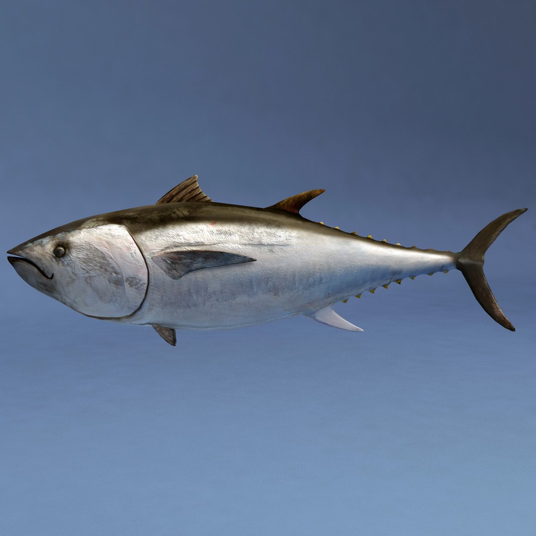 3d fishs pike sturgeon https://p.turbosquid.com/ts-thumb/xG/n1iOKM/JPFd8SyS/fishs_collection_47/jpg/1288299981/1920x1080/fit_q87/46a8f364dec373444e9ba266c0c2443f5a12701e/fishs_collection_47.jpg