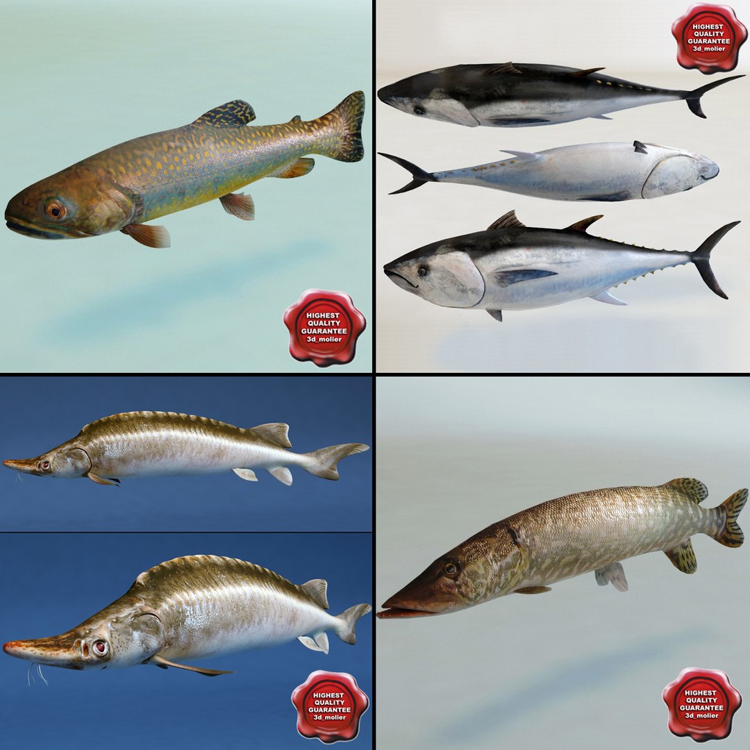 3d fishs pike sturgeon https://p.turbosquid.com/ts-thumb/xG/n1iOKM/PiZGB3F3/fishs_collection_00/jpg/1288299980/1920x1080/fit_q87/313ad6700ca026c592d386deab82f36b6a0e11bd/fishs_collection_00.jpg
