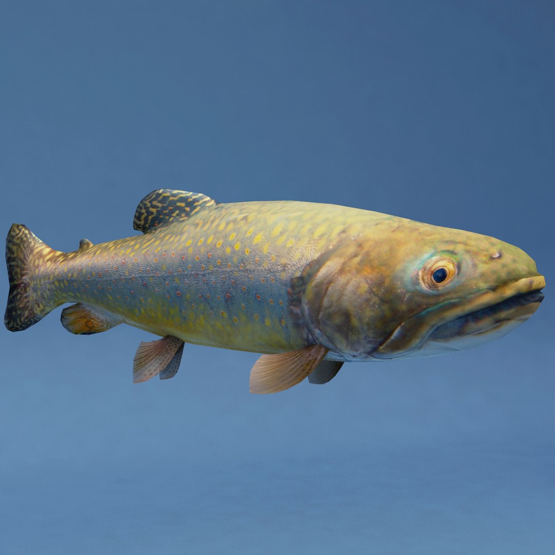 3d fishs pike sturgeon https://p.turbosquid.com/ts-thumb/xG/n1iOKM/XEcjn769/fishs_collection_37/jpg/1288299981/1920x1080/fit_q87/0c6ccc137c21c5ec2c719e90c1379bb39b874522/fishs_collection_37.jpg