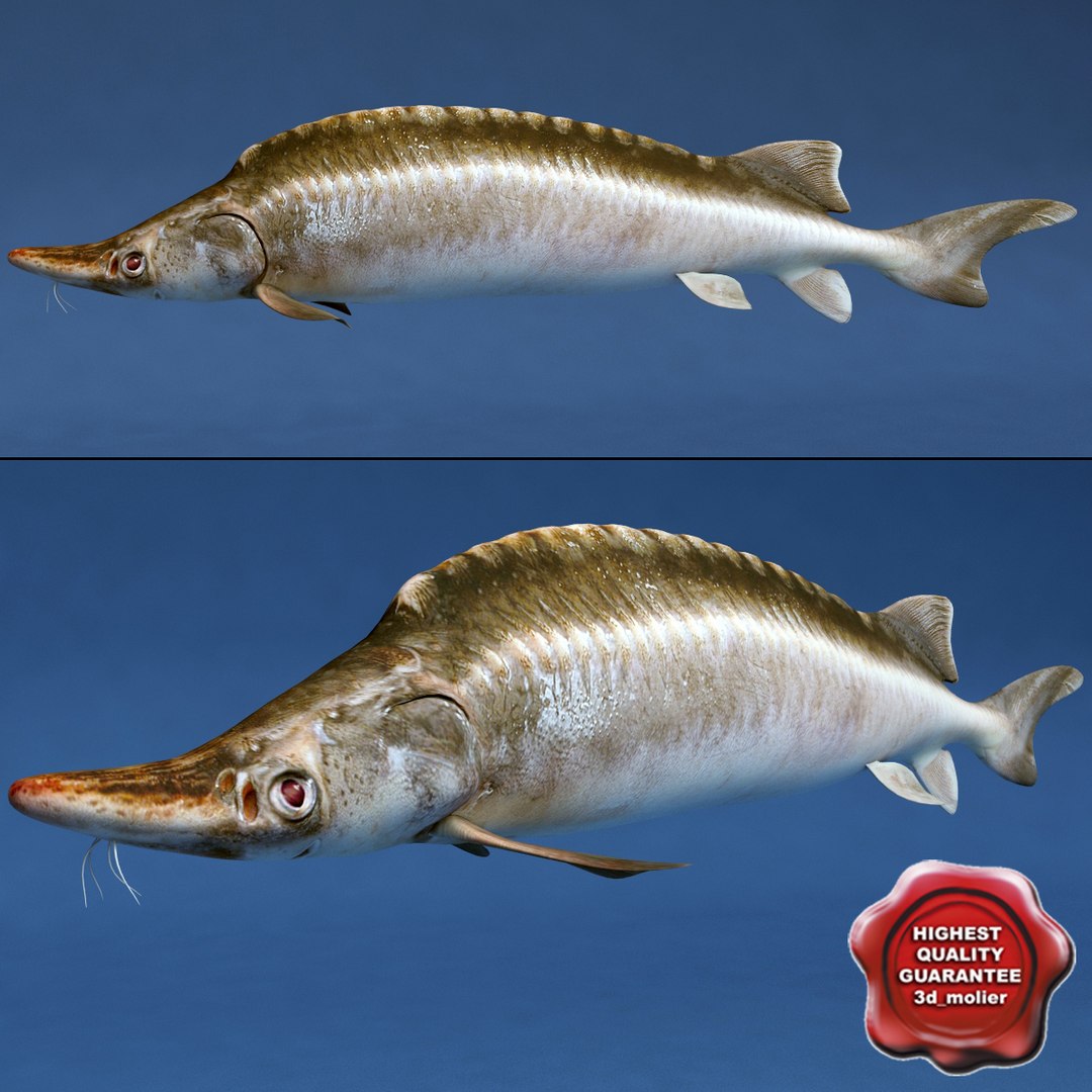 3d fishs pike sturgeon https://p.turbosquid.com/ts-thumb/xG/n1iOKM/adpJvcM2/fishs_collection_16/jpg/1288299980/1920x1080/fit_q87/f55d4e3ddb0cc3512bb22794482ca2ab7de349db/fishs_collection_16.jpg