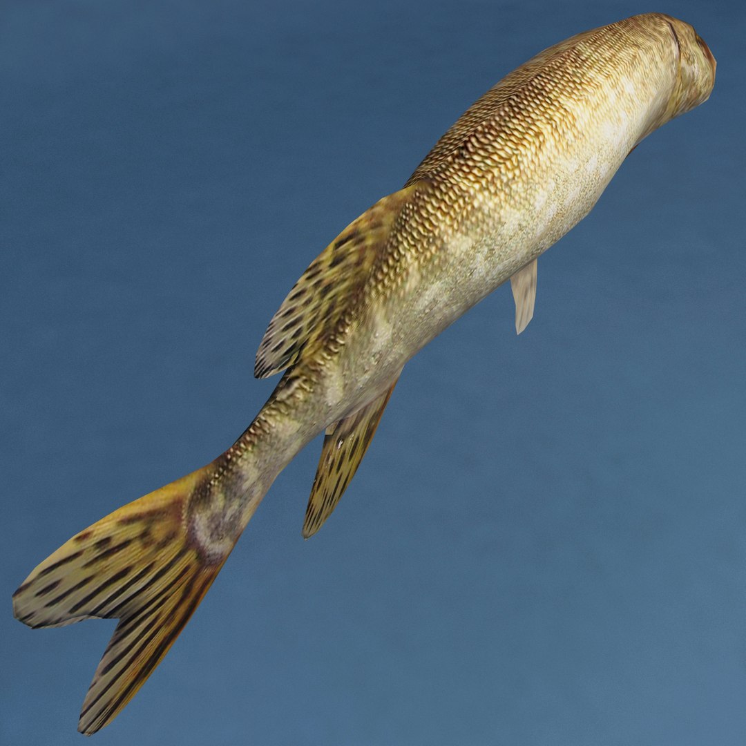 3d fishs pike sturgeon https://p.turbosquid.com/ts-thumb/xG/n1iOKM/eUCv5sB9/fishs_collection_12/jpg/1288299980/1920x1080/fit_q87/d518d7b2b953a78c20141070c7ae9f33139d833e/fishs_collection_12.jpg