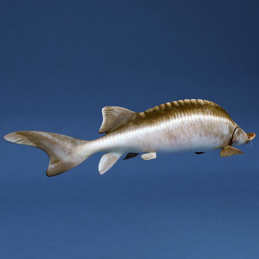 3d fishs pike sturgeon https://p.turbosquid.com/ts-thumb/xG/n1iOKM/jPHFyyh5/fishs_collection_20/jpg/1288299980/1920x1080/fit_q87/ae7de0b69b6e5301d75bb2ad6728b5b9ddaad7da/fishs_collection_20.jpg