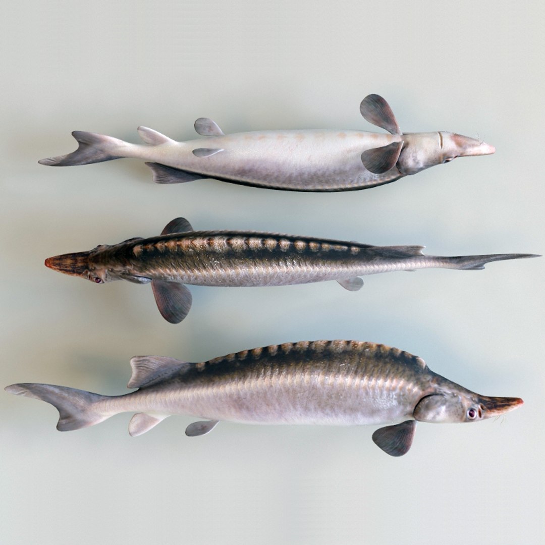 3d fishs pike sturgeon https://p.turbosquid.com/ts-thumb/xG/n1iOKM/tzgzseYZ/fishs_collection_27/jpg/1288299981/1920x1080/fit_q87/d584c96768d93a1478688adc96225f773928fe34/fishs_collection_27.jpg