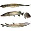 Colecção Fishs