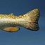 Colecção Fishs
