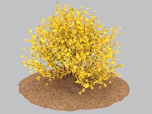 Forsythia