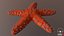 Knobby Star