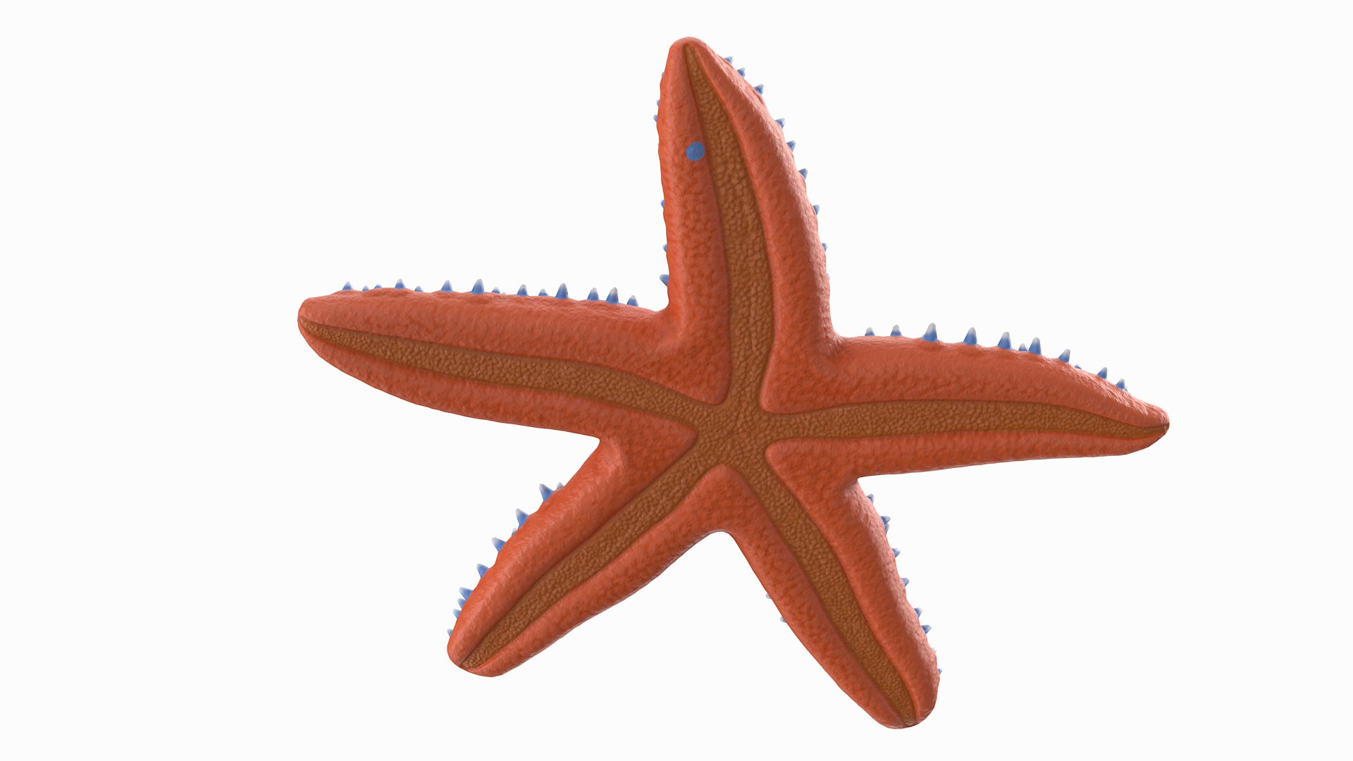3D knobby starfish pbr model https://p.turbosquid.com/ts-thumb/xG/pqYTFw/3T63vzpx/knobbystar_r6/png/1573495812/1920x1080/fit_q87/920ee0723d0f03df487c6813253bb0b1e75844be/knobbystar_r6.jpg