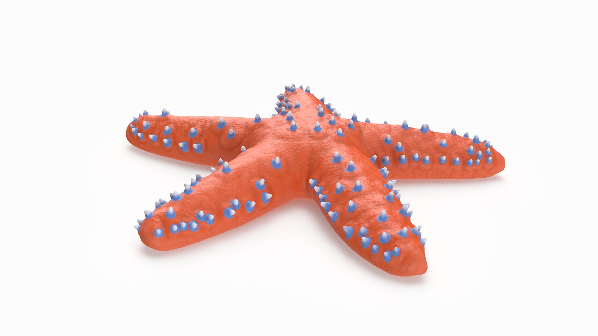 3D knobby starfish pbr model https://p.turbosquid.com/ts-thumb/xG/pqYTFw/ADAwJ7B5/knobbystar_r3/png/1573495812/1920x1080/fit_q87/fa7ac51eb259be20ce8a5dd57e50daff342035f5/knobbystar_r3.jpg