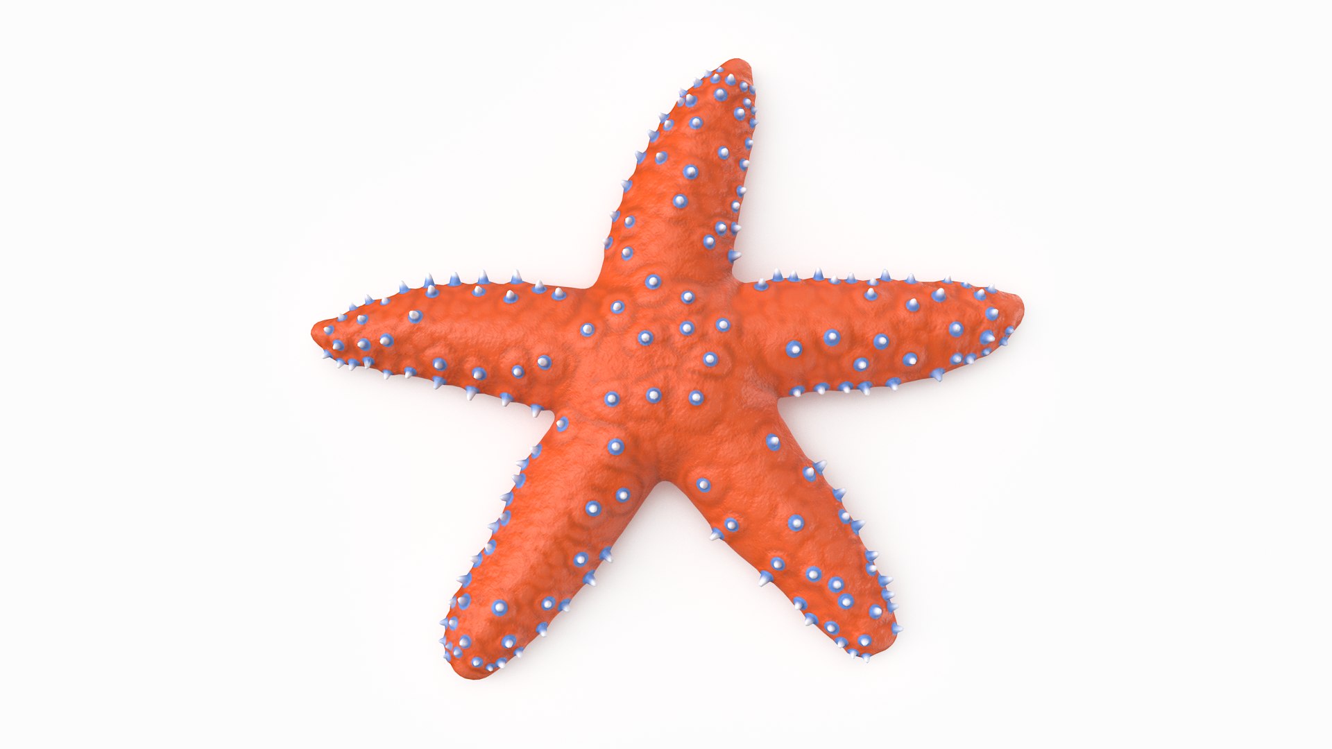 3D knobby starfish pbr model https://p.turbosquid.com/ts-thumb/xG/pqYTFw/EvlZpLlS/knobbystar_r2/png/1573495812/1920x1080/fit_q87/611857f8d95e57a0b641f6fe9a3e3fba14ddf938/knobbystar_r2.jpg
