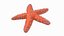 Knobby Star