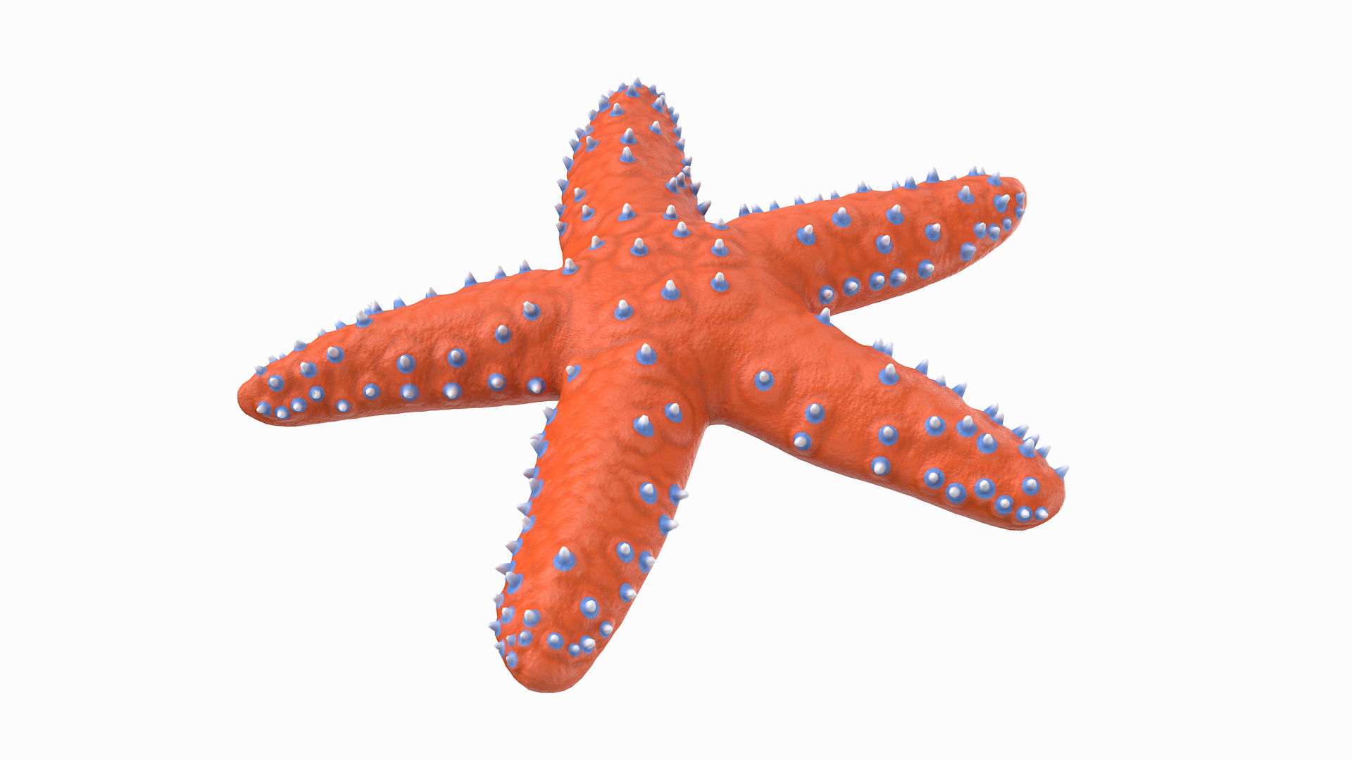 3D knobby starfish pbr model https://p.turbosquid.com/ts-thumb/xG/pqYTFw/Mnef3QaQ/knobbystartt/png/1573495769/1920x1080/turn_fit_q99/7eaf15e905a5475e4d6e0fd74170feb0edb24c8c/knobbystartt-1.jpg