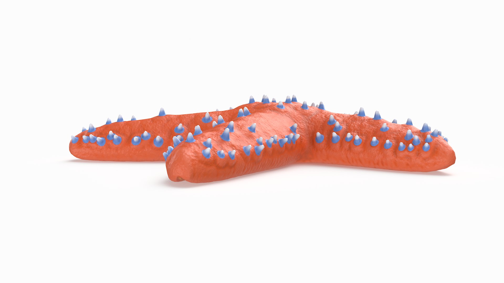 3D knobby starfish pbr model https://p.turbosquid.com/ts-thumb/xG/pqYTFw/UfBwHwQr/knobbystar_r5/png/1573495812/1920x1080/fit_q87/44632dc4e8d5ba5727bd7ebd72ed7b71a5c5dffa/knobbystar_r5.jpg