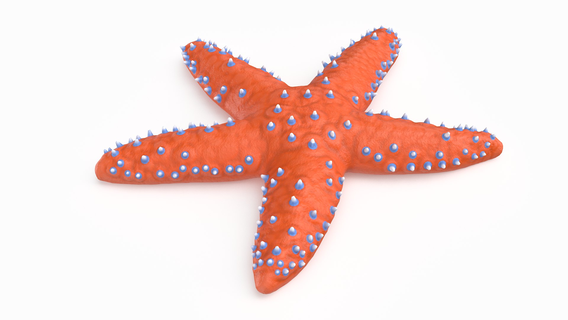 3D knobby starfish pbr model https://p.turbosquid.com/ts-thumb/xG/pqYTFw/d3D1qQHz/knobbystar_r4/png/1573495812/1920x1080/fit_q87/d9db39d50f1e5c1296cb90b70c1ea42882703523/knobbystar_r4.jpg