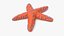 Knobby Star
