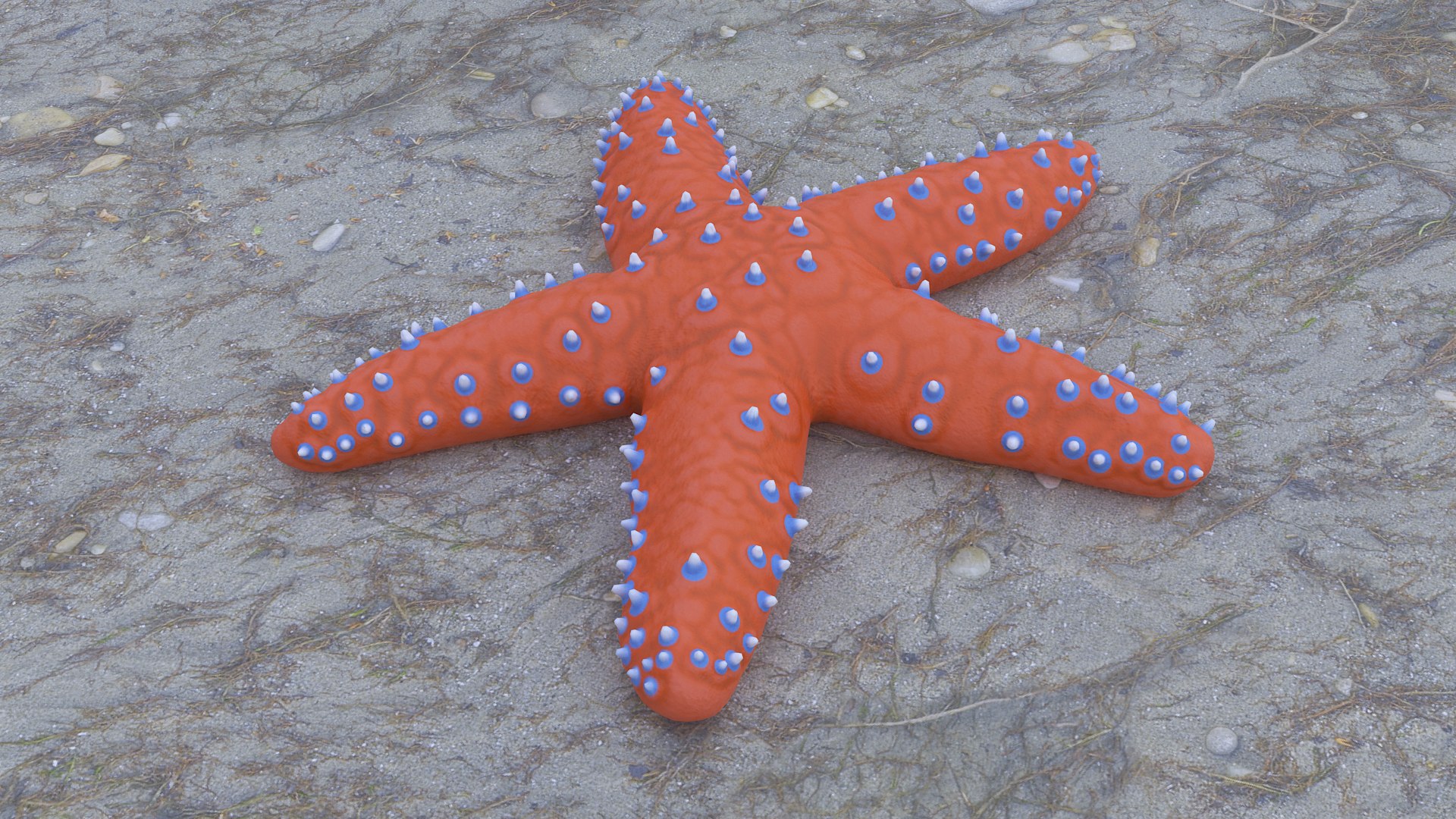 3D knobby starfish pbr model https://p.turbosquid.com/ts-thumb/xG/pqYTFw/iu4ZWu7h/1c/png/1573495805/1920x1080/fit_q87/5ab98e267b403f8e9b52fecf0df763a797f184c0/1c.jpg