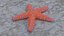 Knobby Star