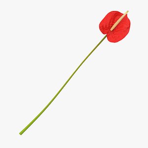 Anthurium - Single Laying